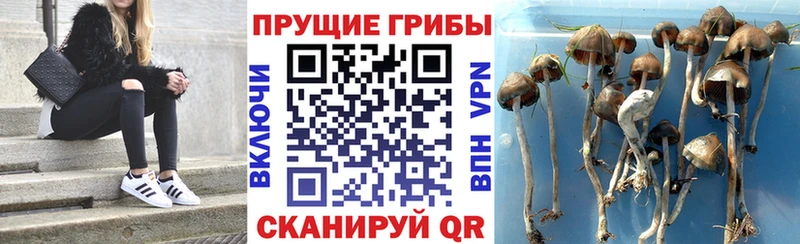 цена   Кузнецк  Галлюциногенные грибы мицелий 
